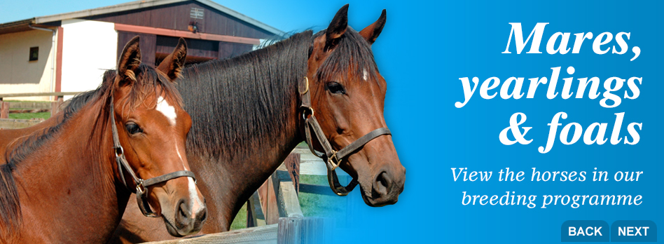 Mares, yearlings and foals - View the horses in our breeding programme